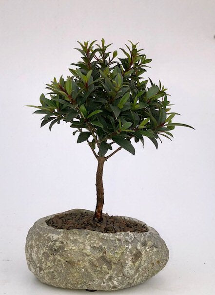 Flowering Brush Cherry In Faux Lava Rock-(eugenia myrtifolia)