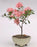 Flowering Pink Azalea Bonsai Tree-(azalea 'Tiny Dancer')