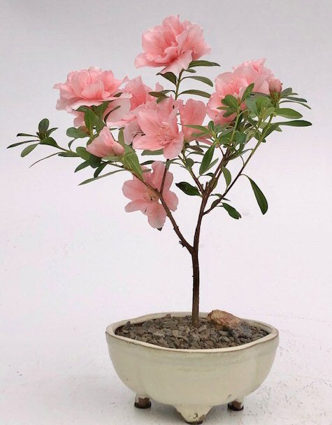 Flowering Pink Azalea Bonsai Tree-(azalea 'Tiny Dancer')