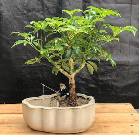 Hawaiian Umbrella Bonsai Tree -Land/Water Pot with Scalloped Edges-(arboricola schefflera 'luseanne')