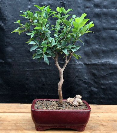 Flowering Jaboticaba Bonsai Tree - Small -(eugenia cauliflora)