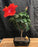 Flowering Red Tropical Hibiscus Bonsai Tree-(rosa sinsensis)