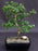 Flowering Fukien Tea Bonsai Tree-Small Leaf - Straight Trunk- (ehretia microphylla)