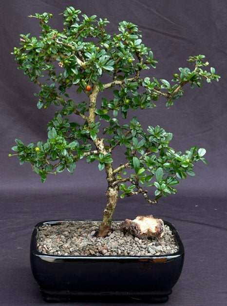 Flowering Fukien Tea Bonsai Tree-Small Leaf - Straight Trunk- (ehretia microphylla)