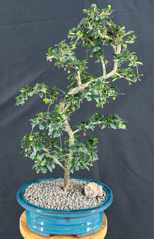 Flowering Small Leaf Fukien Tea Bonsai Tree-(ehretia microphylla)