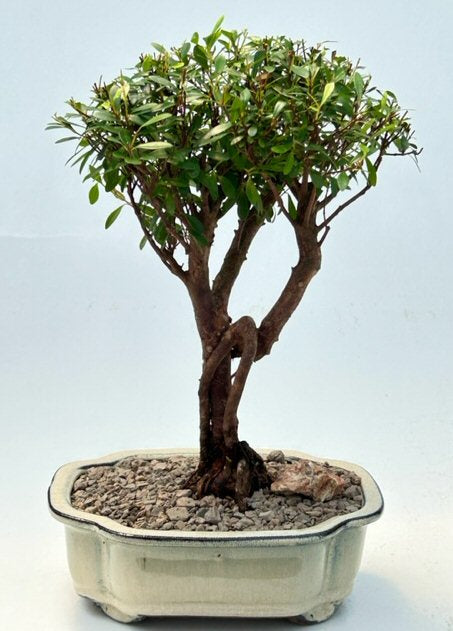 Flowering Chinese Myrtle Bonsai Tree-(myrtus communis 'compacta')