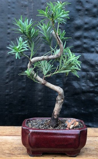 Flowering Podocarpus Bonsai Tree-curved - Small-(podocarpus macrophyllus)