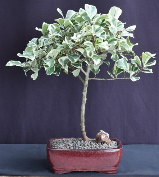 Variegated Ficus Triangularis Bonsai Tree-(Ficus Triangularis 'Variegata')