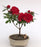 Flowering Red Azalea Bonsai Tree-(azalea 'Tiny Dancer')