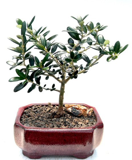 Flowering & Fruiting European Olive Bonsai Tree-(olea europaea little ollie)