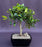 Ficus Kaneshiro Bonsai Tree-(ficus microcarpa 'kaneshiro')