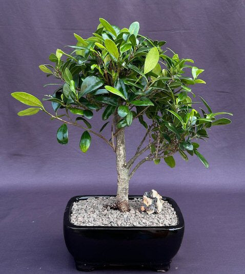 Ficus Kaneshiro Bonsai Tree-(ficus microcarpa 'kaneshiro')