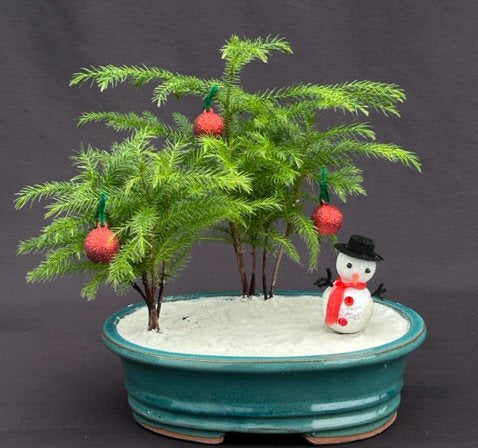 Norfolk Island Pine Bonsai Tree-Christmas Landscape Scene-(araucaria heterophila)-