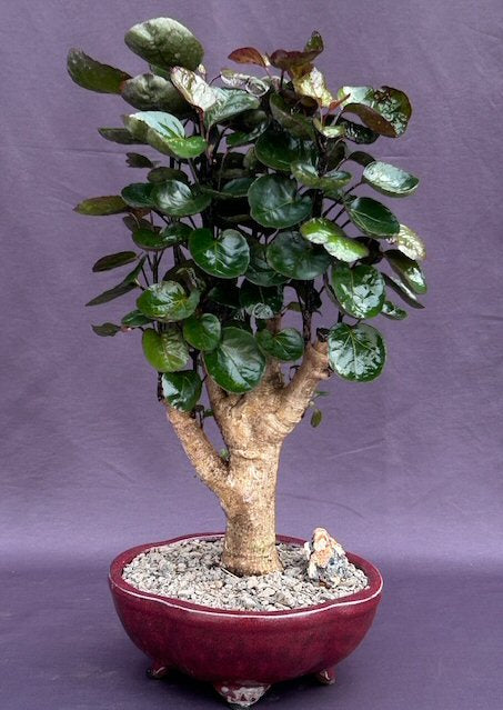 Fabian Aralia Bonsai Tree-(Polyscias scutellaria 'Fabian)