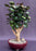 Fabian Aralia Bonsai Tree-(Polyscias scutellaria 'Fabian)