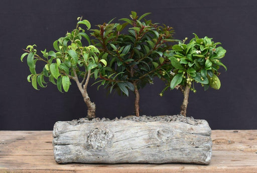 Dish Garden Three Tree Forest Group-In Faux Log Planter