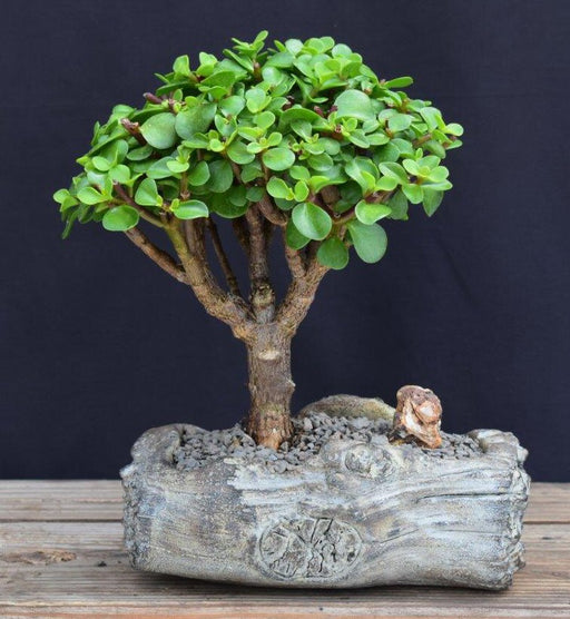 Baby Jade Bonsai Tree-In Faux Log Planter-(Portulacaria Afra)