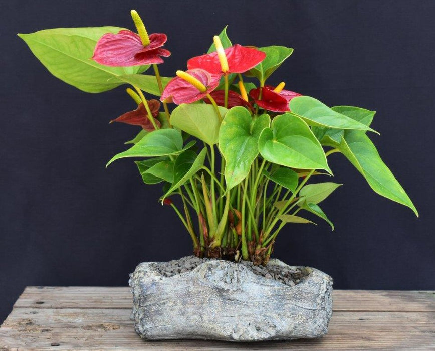 Flowering Red Anthurium (small talk) Bonsai Tree-In Faux Log Planter-(anthurium andraeanum)