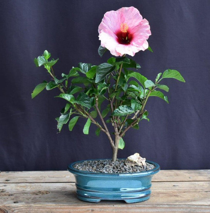 Flowering Pink Tropical Hibiscus Bonsai Tree-(rosa sinsensis)