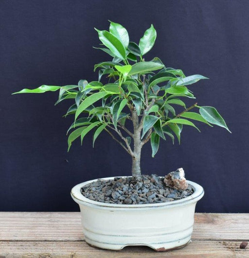 Oriental Ficus Bonsai Tree - Small-(ficus benjamina 'orientalis')