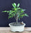 Oriental Ficus Bonsai Tree - Small-(ficus benjamina 'orientalis')