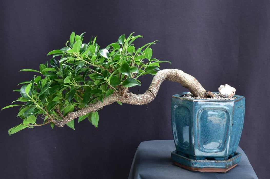 ficus retusa bonsai tree Ficus Retusa Bonsai Tree-Cascade Style-(ficus retusa)