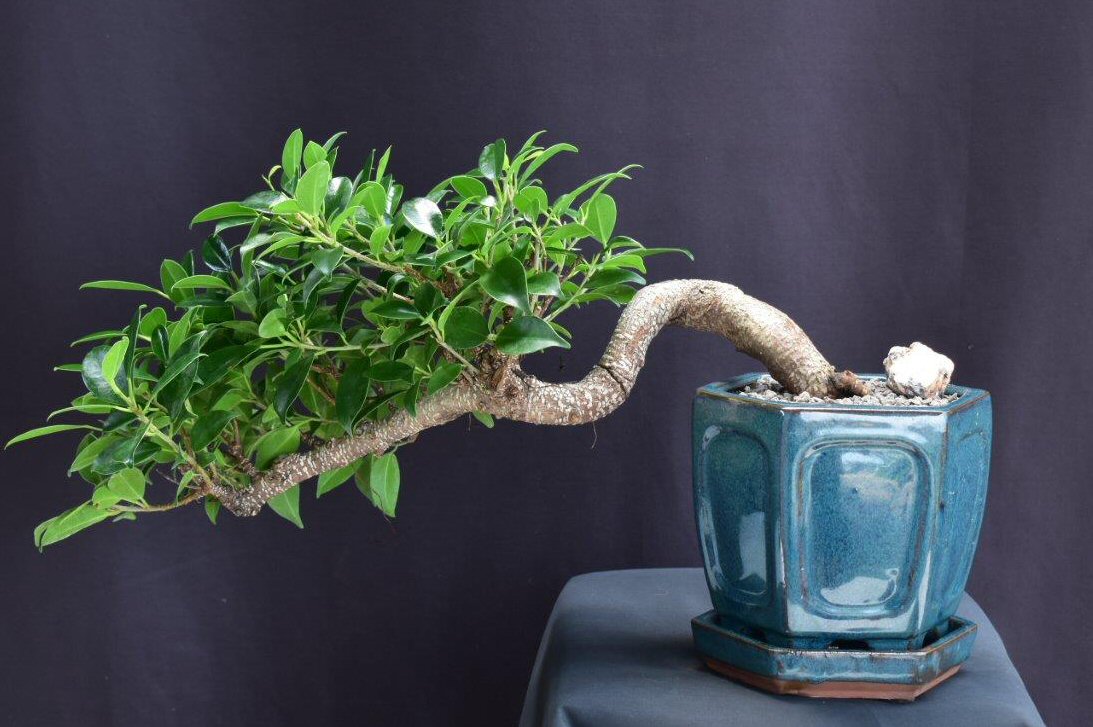 cascade style bonsai tree Ficus Retusa Bonsai TreeCascade Style(ficus retusa) — Bonsai Gifts