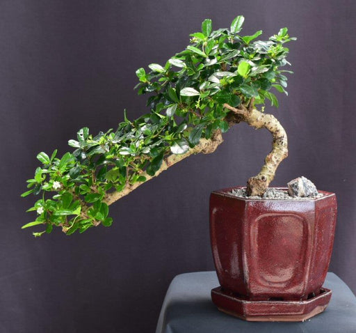 Flowering Fukien Tea Bonsai Tree-Cascade Style-(ehretia microphylla)