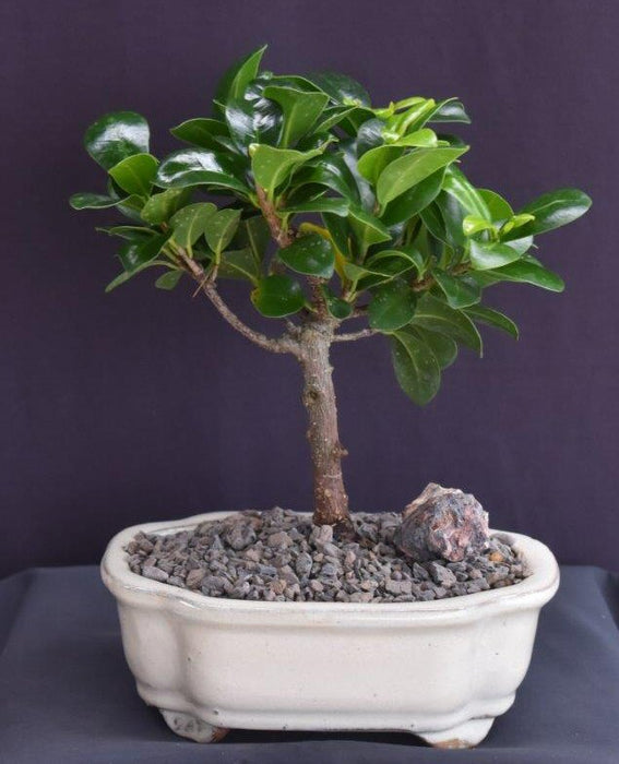 Ficus Compacta Bonsai Tree-(Ficus Compacta)