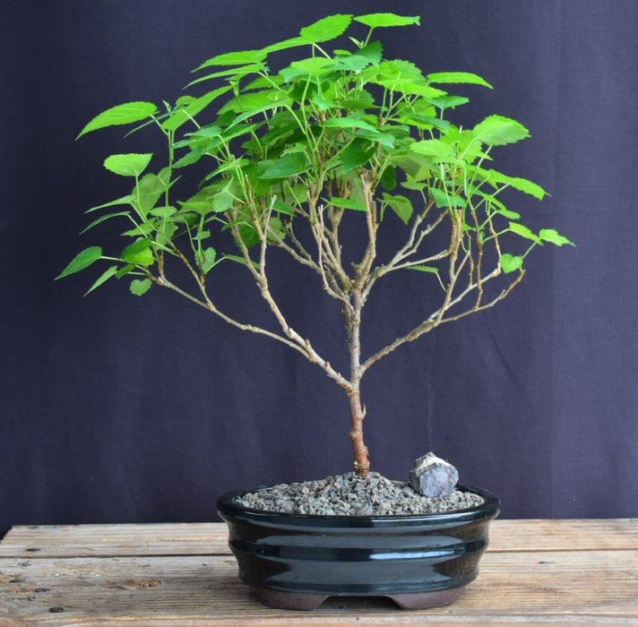 Flowering Dwarf Everbearing Mulberry Bonsai Tree  - Medium-(Morus Nigra)