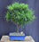 Flowering Podocarpus Bonsai Tree - Extra Large-(podocarpus macrophyllus)