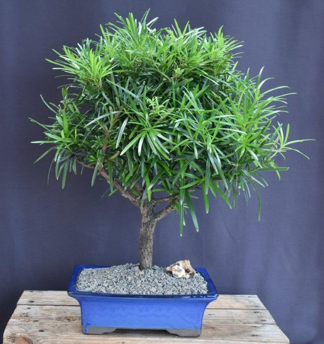 Flowering Podocarpus Bonsai Tree - Extra Large-(podocarpus macrophyllus)