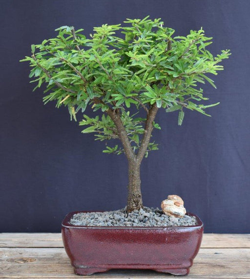 Flowering Powder Puff Bonsai Tree - Medium-(Calliandra brevipes ?Pink Lilian?)