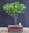 Flowering Powder Puff Bonsai Tree - Medium-(Calliandra brevipes ?Pink Lilian?)