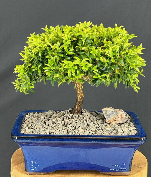 Littleleaf Boxwood Bonsai Tree-(Buxus microphylla 'Compacta')