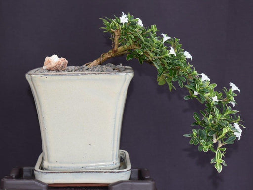 Flowering Mount Fuji Serissa Bonsai Tree- Cascade Style-(serissa foetida)