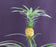 Flowering & Fruiting Pineapple Bonsai Tree - Medium - (ananas nana)