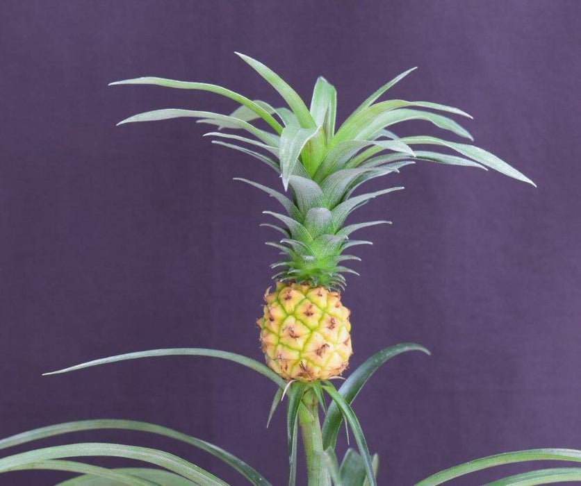 Flowering & Fruiting Pineapple Bonsai Tree - Medium - (ananas nana)