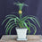 Flowering & Fruiting Pineapple Bonsai Tree - Medium -(ananas nana)