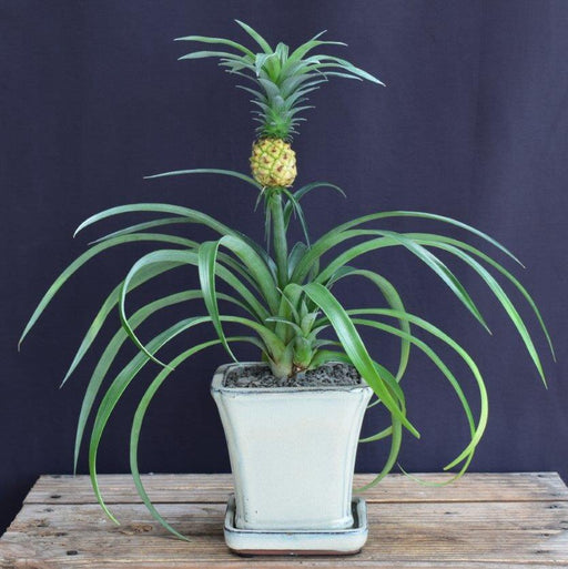 Flowering & Fruiting Pineapple Bonsai Tree - Medium -(ananas nana)