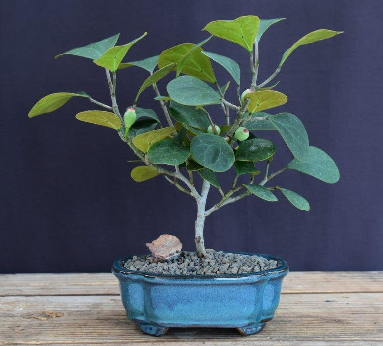 Mistletoe Fig Bonsai Tree - Small-(ficus diversifolia)