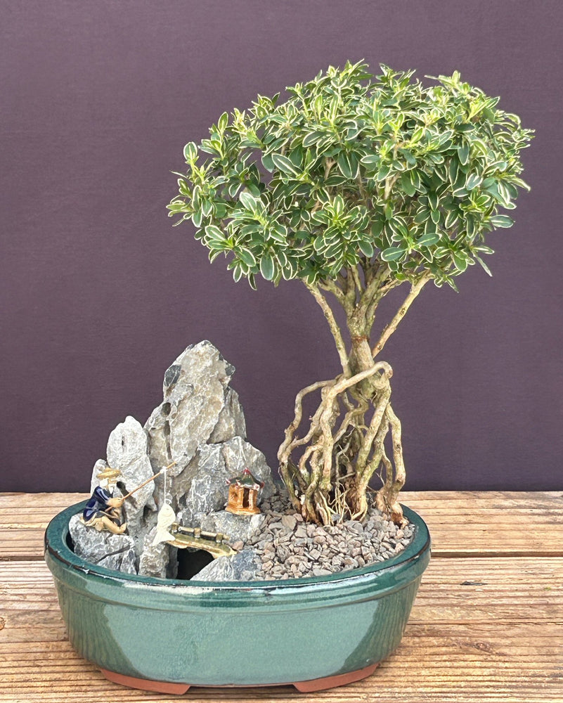 Flowering Mount Fuji Serissa Bonsai Tree with Raised Roots- Stone Landscape Scene-(serissa foetida)