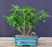 Hawaiian Umbrella Bonsai Tree - Multi Trunk Style -(arboricola schefflera)