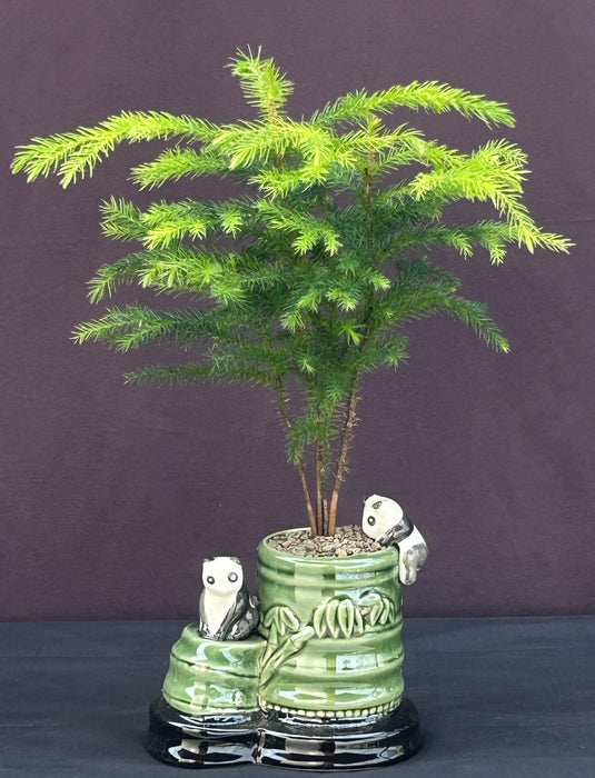 Norfolk Island Pine Bonsai Tree-Bamboo Pot With Climbing Pandas-(Araucaria Heterophila)