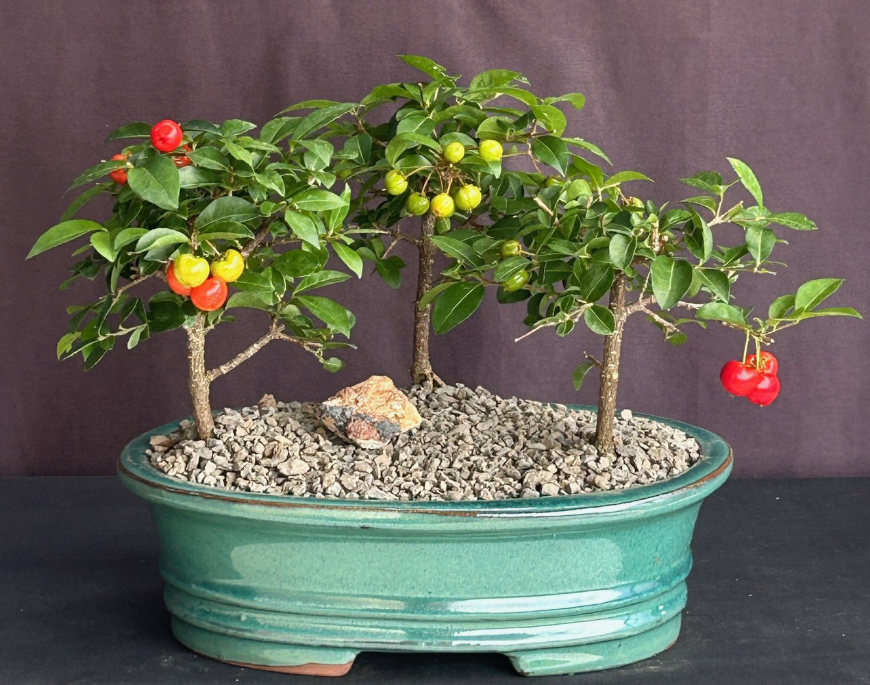 Flowering Barbados Cherry Bonsai Tree -Three (3) Tree Forest Group -(malpighia Pendiculata)