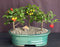 Flowering Barbados Cherry Bonsai Tree -Three (3) Tree Forest Group -(malpighia Pendiculata)