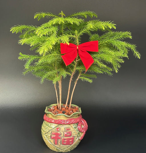 Norfolk Island Pine Bonsai Tree-Holiday Pot-(Araucaria Heterophila)