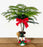 Norfolk Island Pine Bonsai Tree-Snowman Pot-(Araucaria Heterophila)