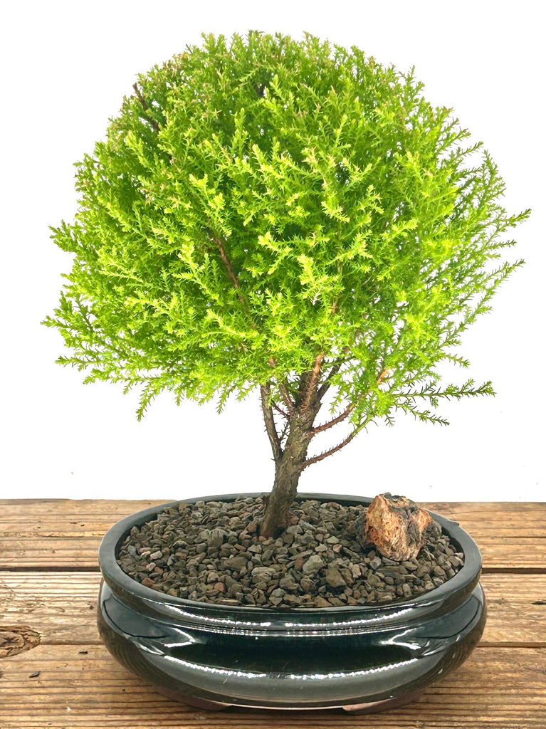 Lemon Cypress Bonsai Tree