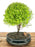 Lemon Cypress Bonsai Tree - Medium-(cupressus macrocarpa)